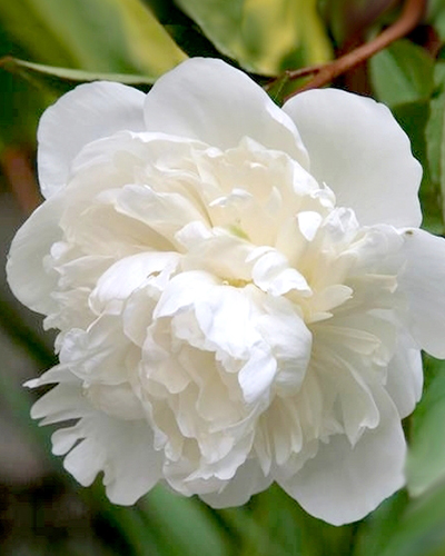 PAEONIA DUCHESSE DE NEMOURS 25 kusov